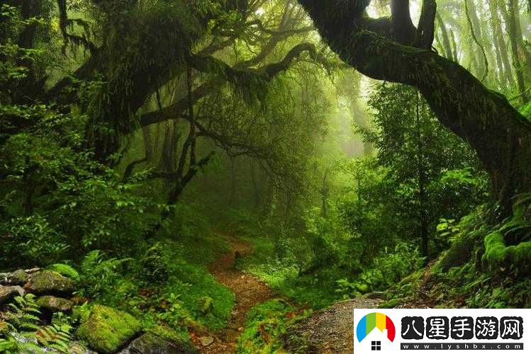 走進(jìn)你的森林，探尋神秘自然