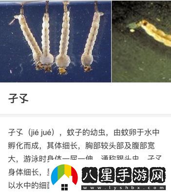 子孓是哪種動(dòng)物的幼蟲