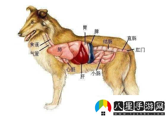 人狗膠配方大全免費(fèi)天
