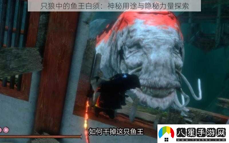 只狼中的魚王白須