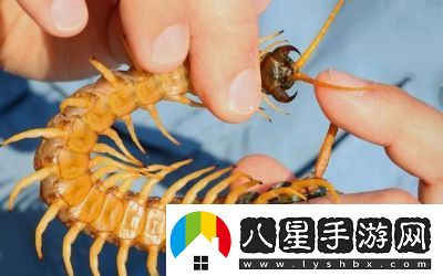 智慧再現(xiàn)！沙漠蜈蚣的必勝打法