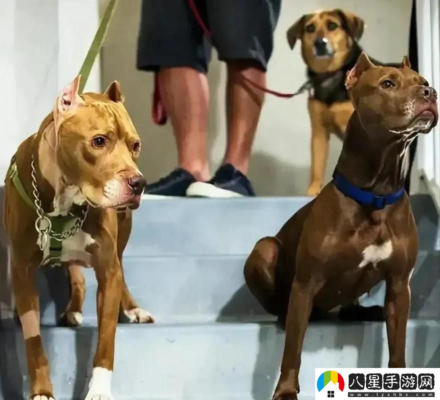 探秘“人狗大戰(zhàn)2高清正版免費(fèi)”