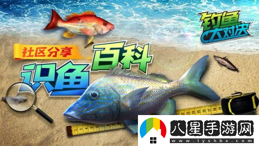 甩竿識魚兩不誤釣魚大對決帶你深入認識鯊魚