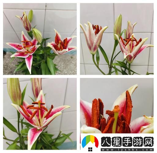 在“幼枝嫩蕊