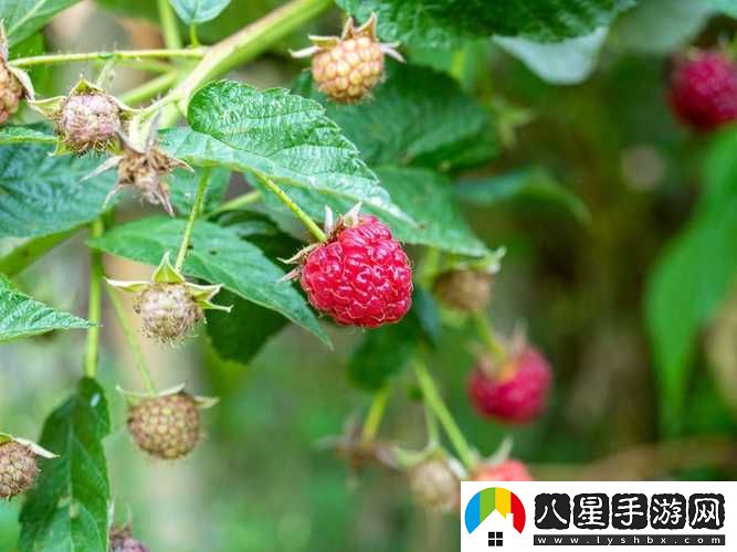精產(chǎn)國(guó)品一二三產(chǎn)區(qū)草莓穩(wěn)居榜首